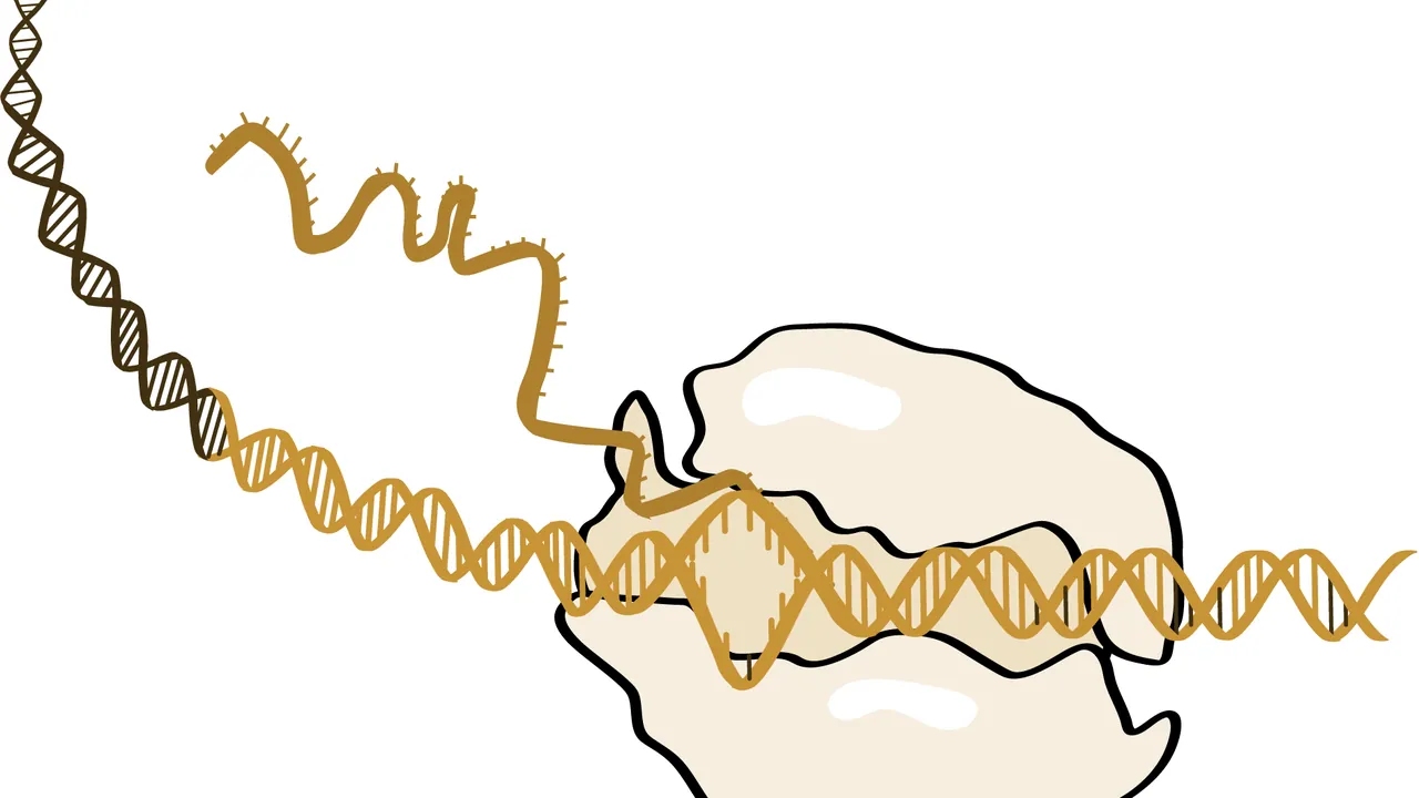 RNA Polymerase (NIH BioArt 729 - 791108)