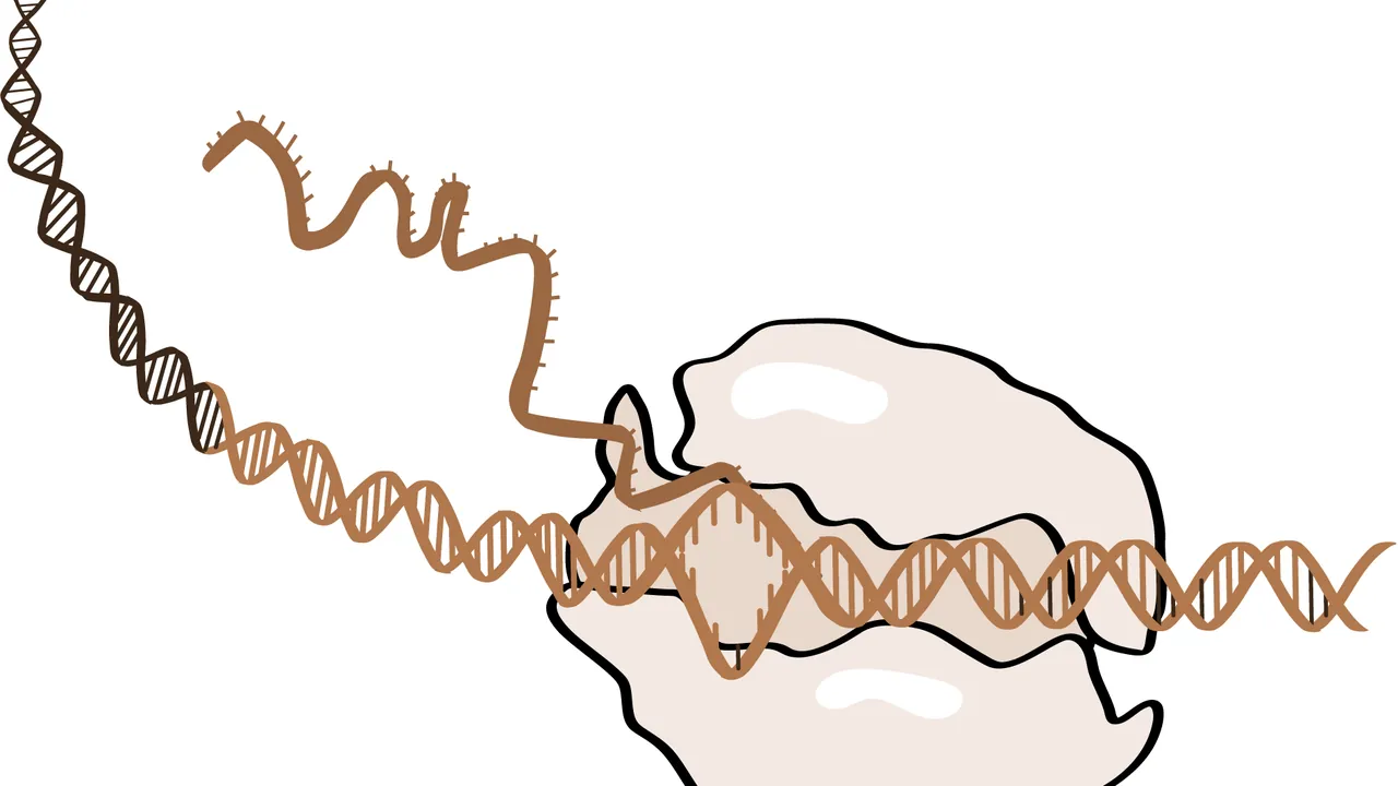 RNA Polymerase (NIH BioArt 729 - 791117)