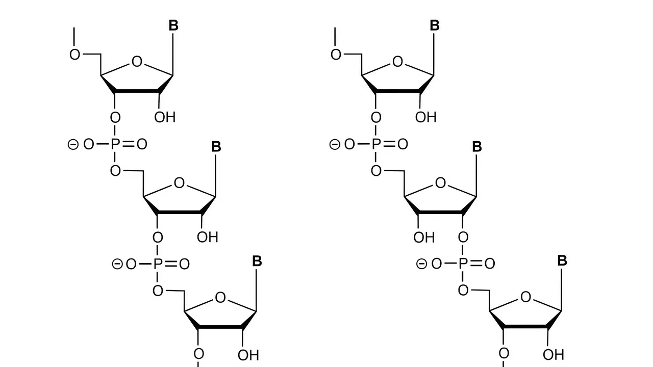 Two structures of RNA (8738326514)
