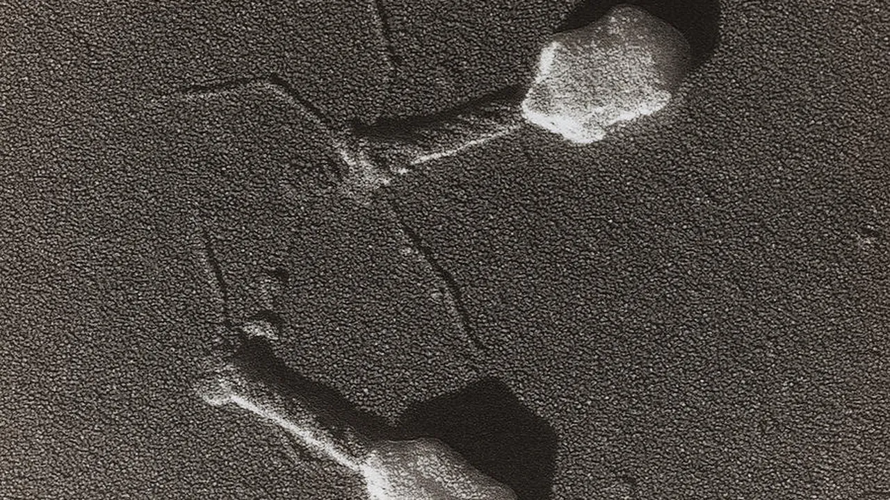 Bacteriophage