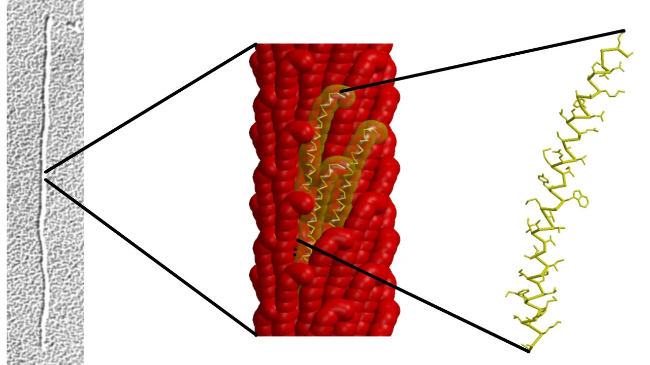 Inovirus (filamentous bacteriophage) assembled major coat protein, exploded view