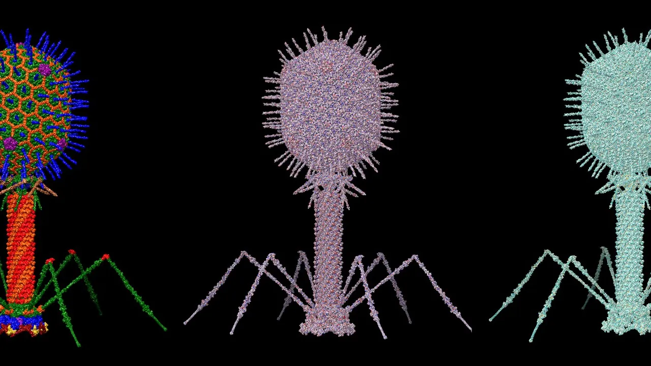 Bacteriophage T4 Structural Model at Atomic Resolution