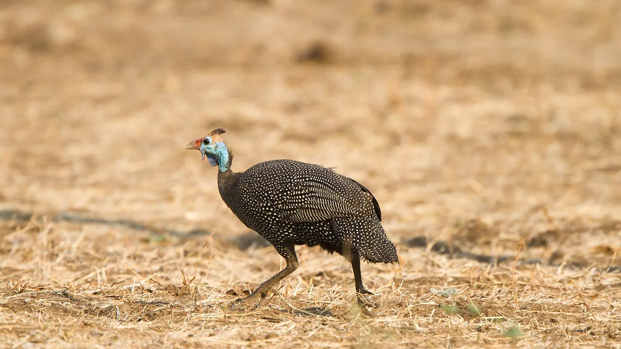 Helmeted guineafowl, South Luangwa National Park (51866799235)