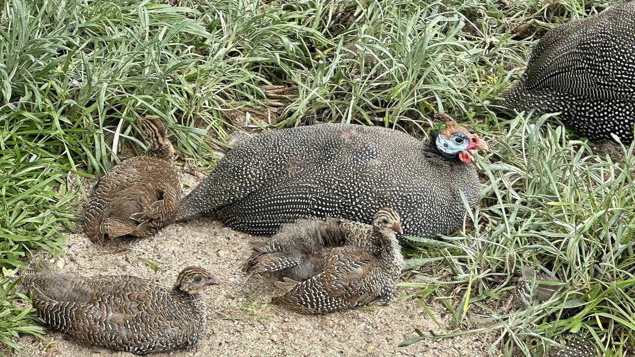 A Helmeted guineafowl with three chicks in Swakopmund, Namibia