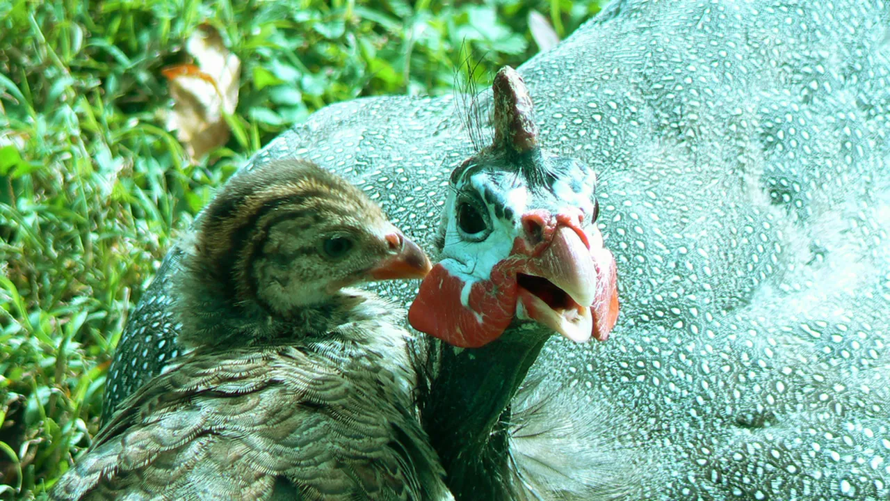Guinea Hen and Chick (4679007462)