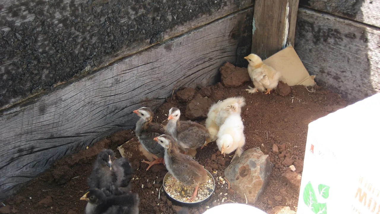 Guinea fowl keets and bantam chicks