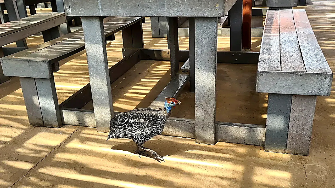 Helmeted Guineafowl (Numida meleagris) looking for crumbs ... (52705675818)