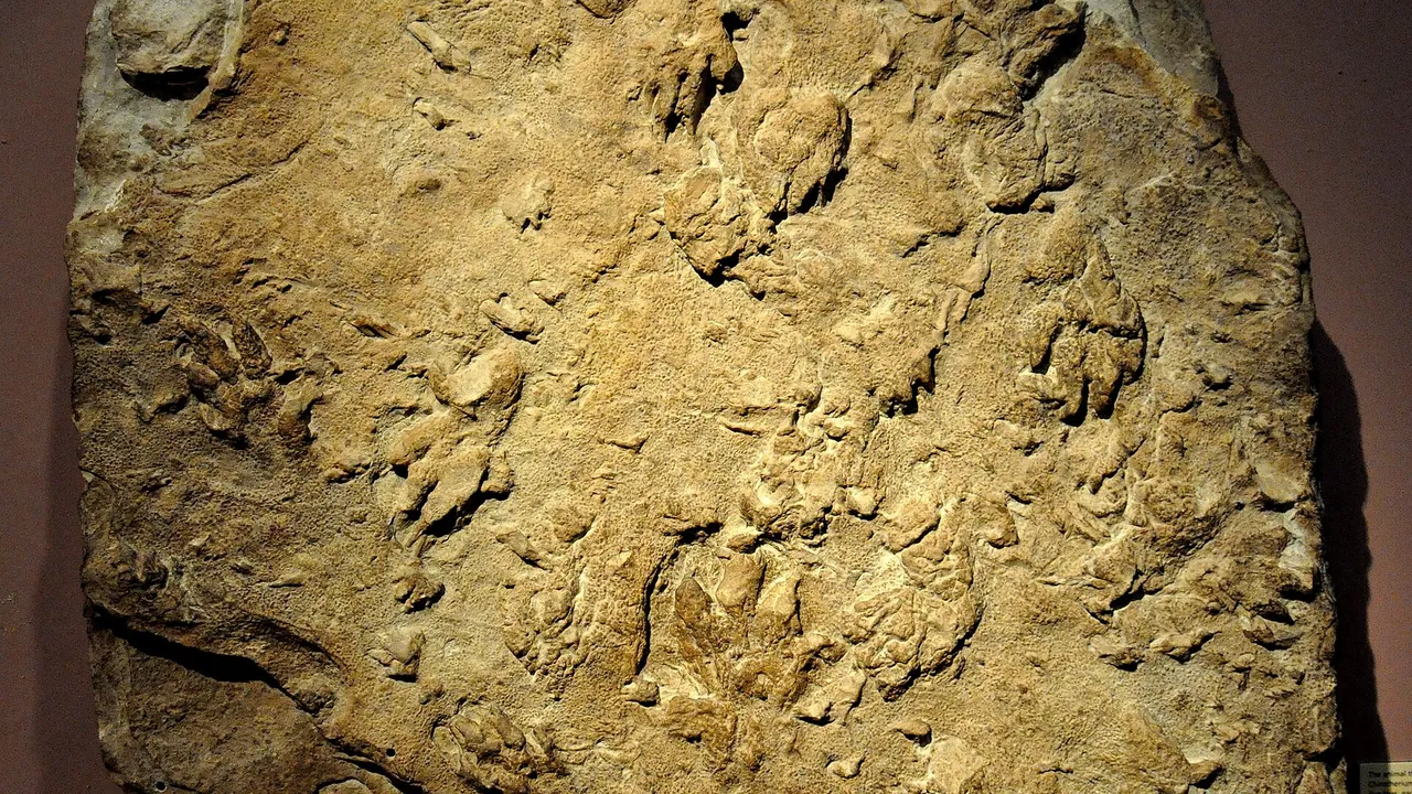 Fossil track of a Chirotherium. Triassic Period. From England. Kelvingrove Art Gallery and Museum, Glasgow, UK