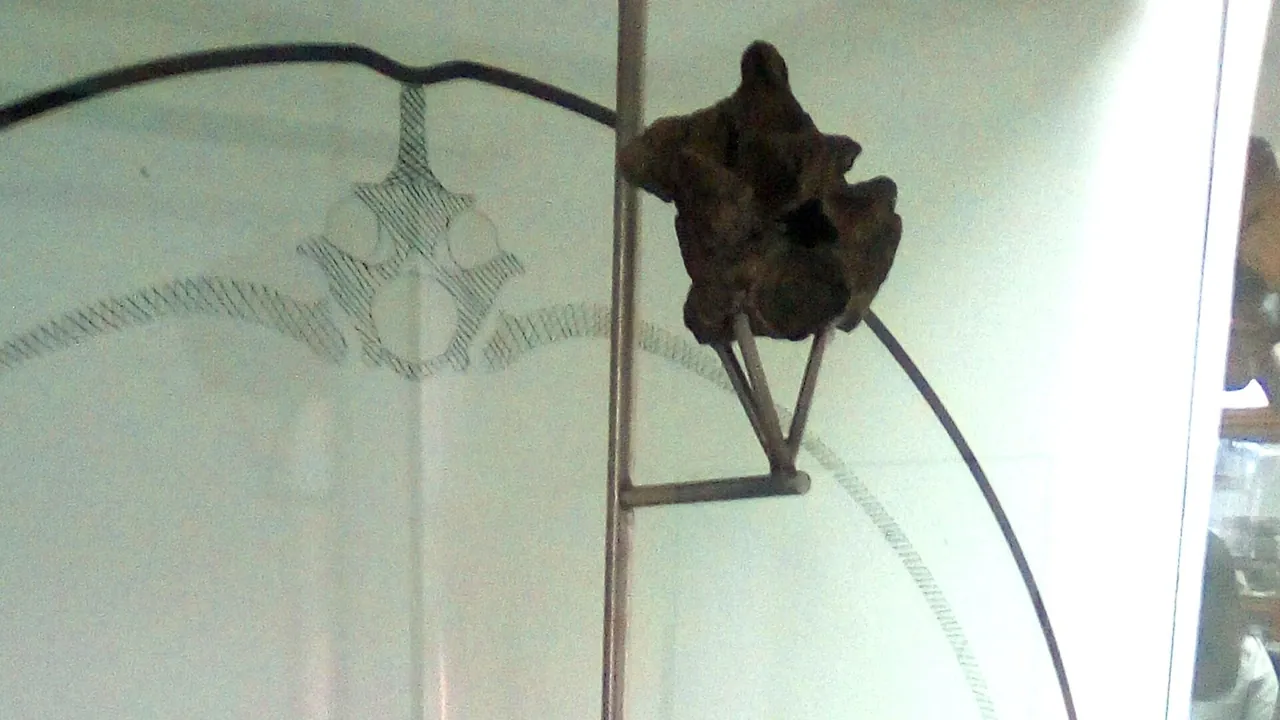 Titanoboa vertebra 2