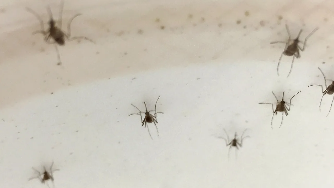 Aedes Aegypti Mosquitoes (26444995041)