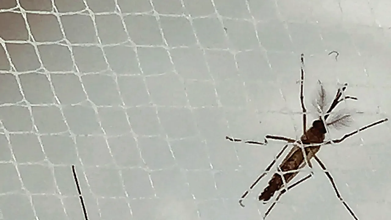 Aedes Aegypti Mosquitoes (25908400183)